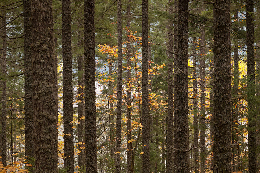 Autumn Forest Photograph by Scott Slone