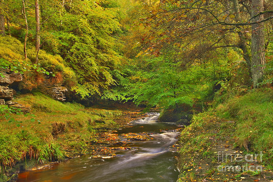 Autumn Forest Stream Photograph by Martyn Arnold