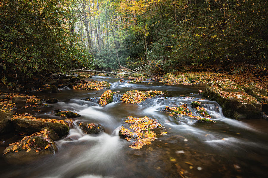 Autumn Forest Stream Photograph by Scott Slone