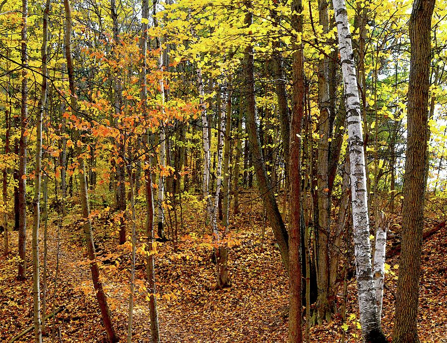 Autumn Forest View 2 Two  Digital Art by Lyle Crump