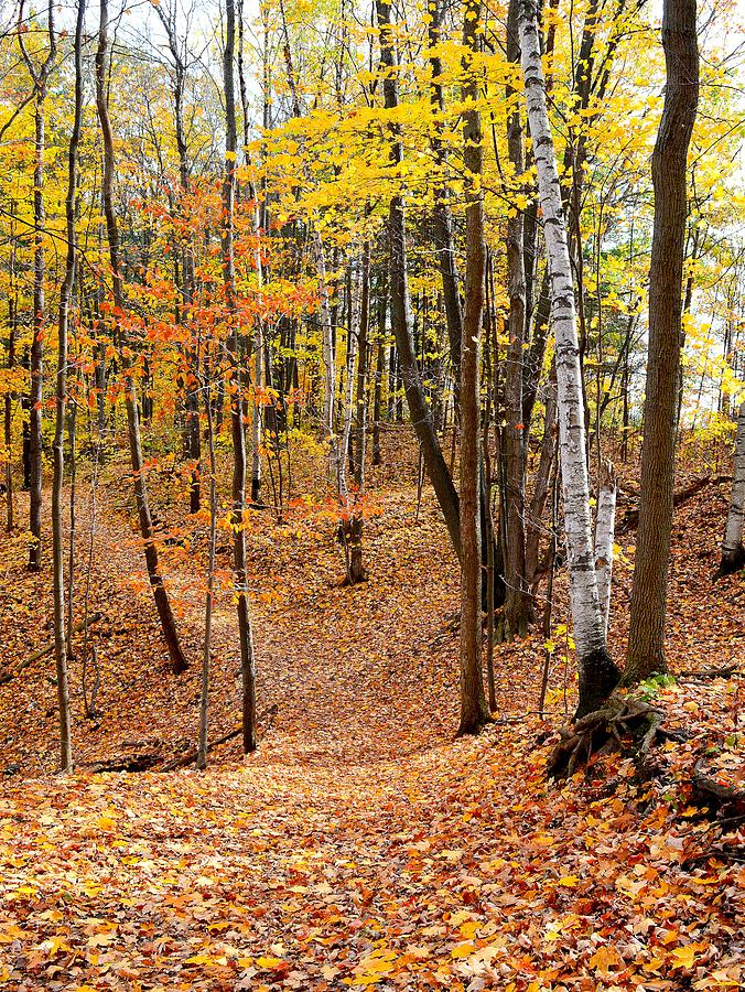 Autumn Forest View Three 2  Digital Art by Lyle Crump