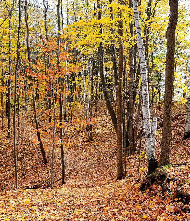 Autumn Forest View Three 3  Digital Art by Lyle Crump