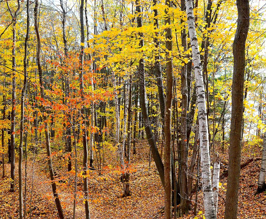 Autumn Forest View Three 4 Digital Art by Lyle Crump