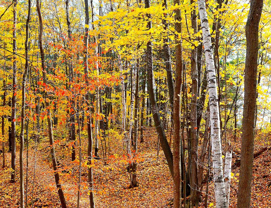 Autumn Forest View Three 5 Digital Art by Lyle Crump