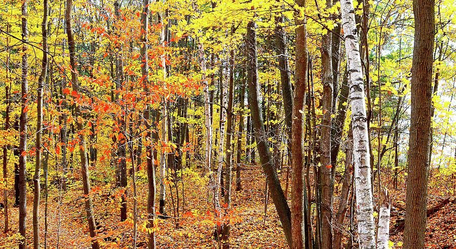 Autumn Forest View Three 6  Digital Art by Lyle Crump