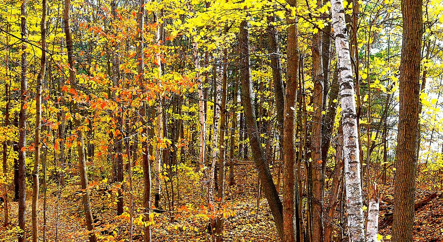 Autumn Forest View Three 7  Digital Art by Lyle Crump