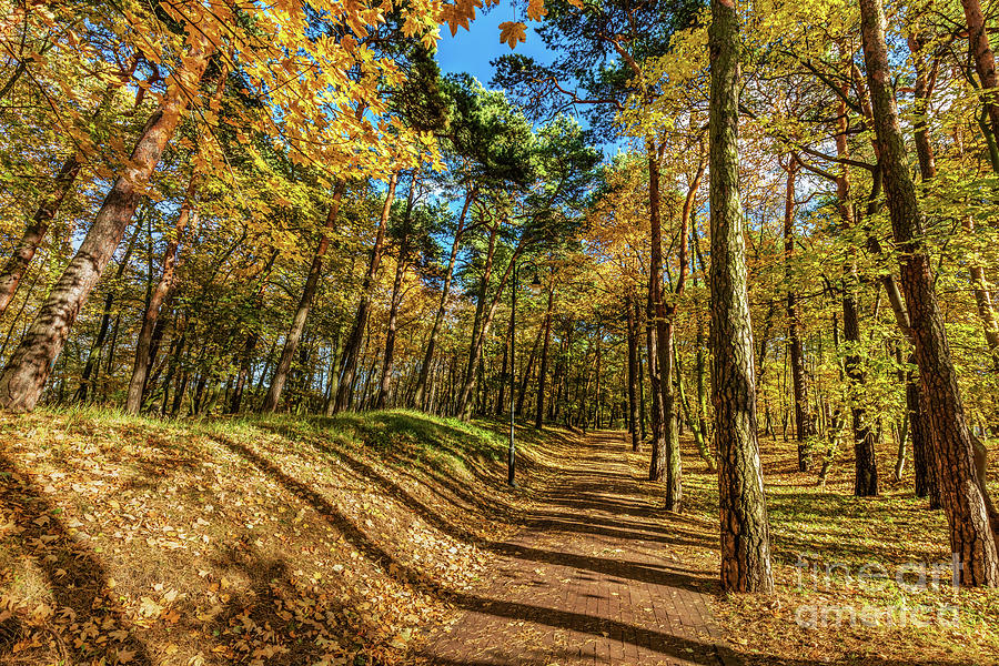 Autumn forest with colorful trees, falling leaves on a sunny day Photograph by Michal Bednarek