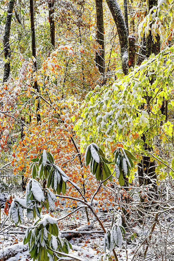 Autumn Forest with Snow  Photograph by Thomas R Fletcher