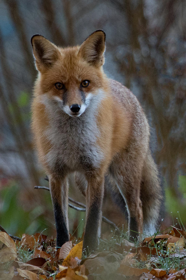 wrendale autumn fox