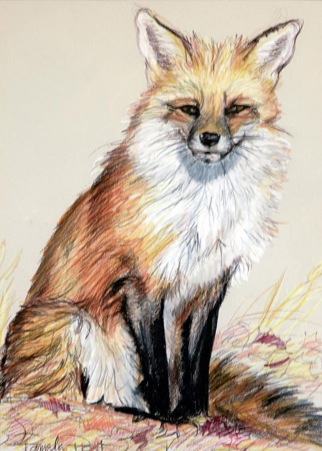 Autumn Fox Drawing by Pamela Post