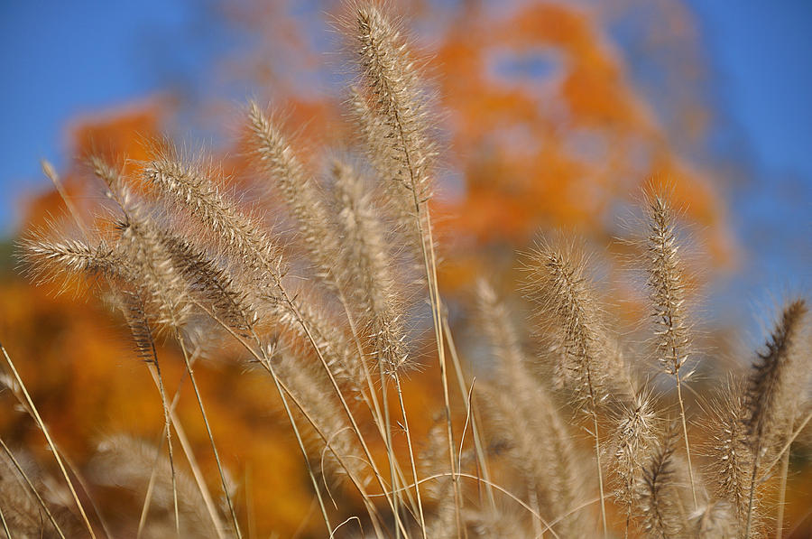 Autumn Foxtail - Multiple Photograph by Frank Mari