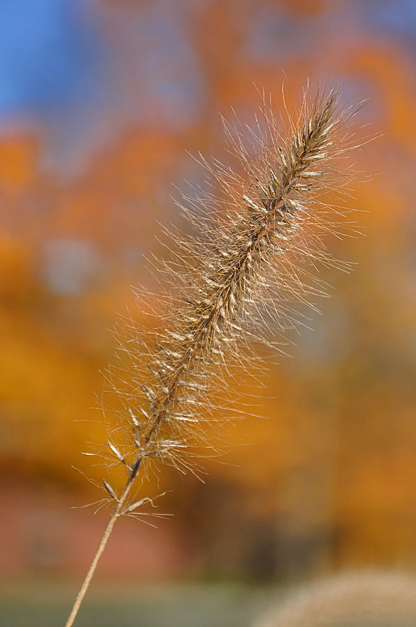 Autumn Foxtail - Single Photograph by Frank Mari