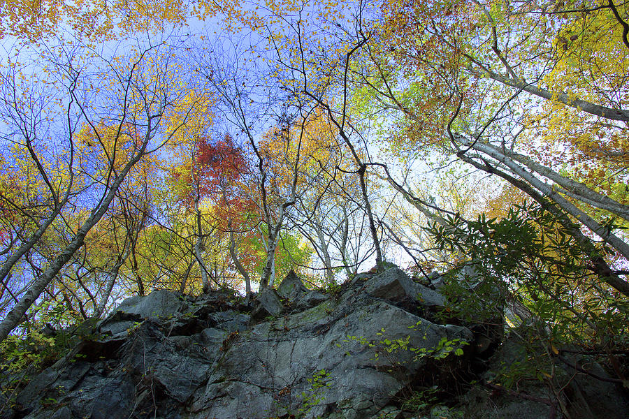 Autumn From Below Photograph by Mike Eingle