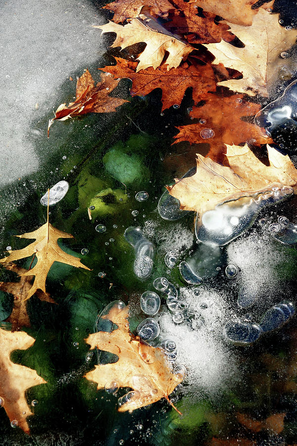 Autumn Frost Photograph by Cate Franklyn