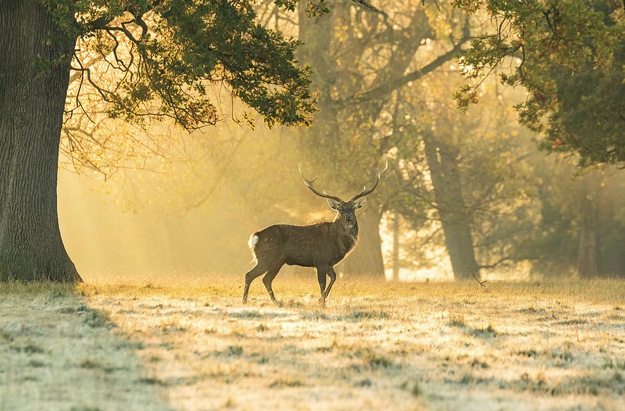 Deer Photograph - Autumn Frost by Scott Carruthers