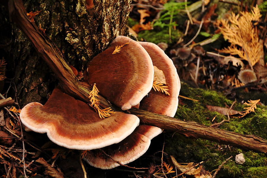 Autumn Fungi Photograph by Debbie Oppermann