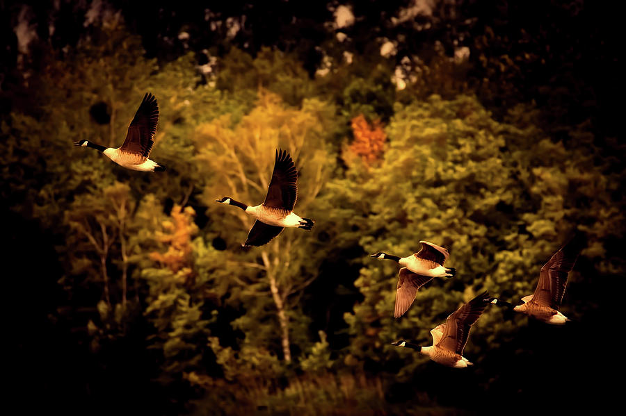 Fall Photograph - Autumn Geese In Flight by Mountain Dreams