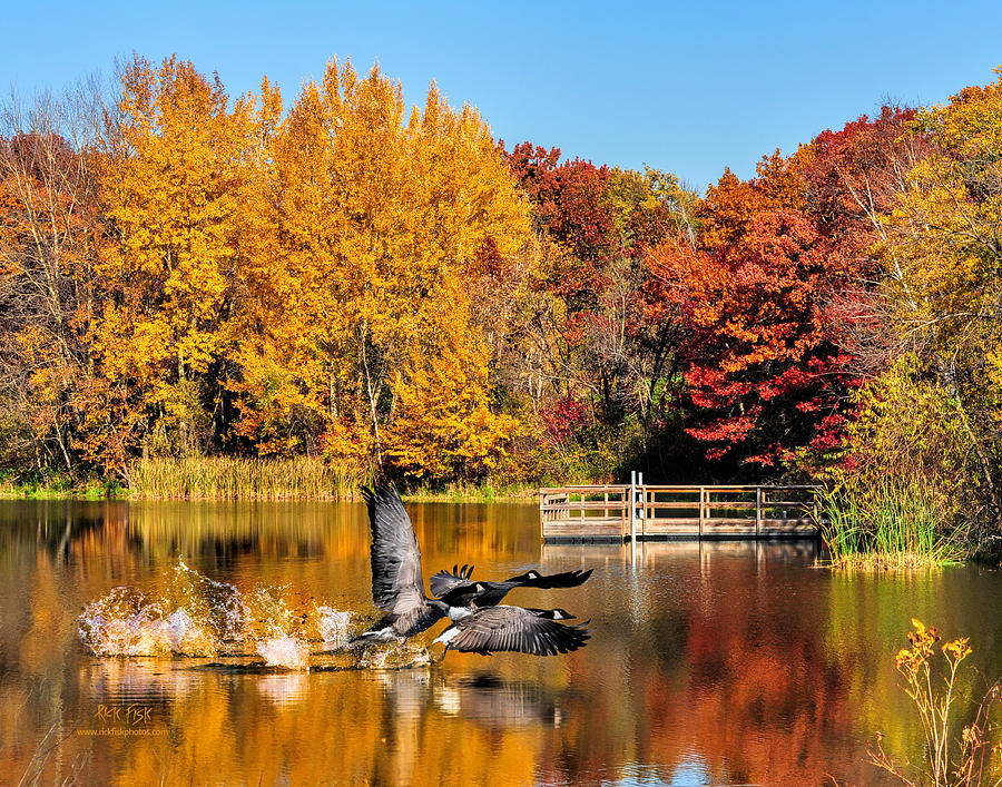 Autumn Geese Photograph by Rick Fisk