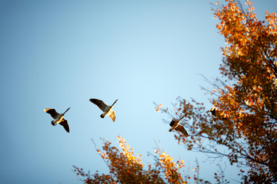 Autumn Geese Photograph by Todd Klassy
