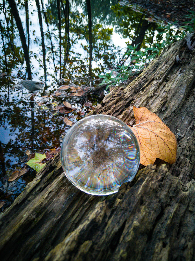 Autumn Globe Photograph by Danny Mongosa
