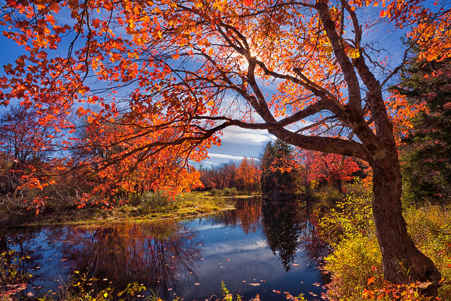 Autumn Glory Photograph by Irwin Barrett