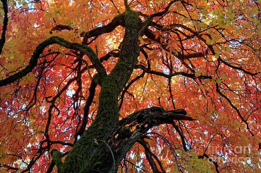 Autumn Glory Photograph by John  Mitchell