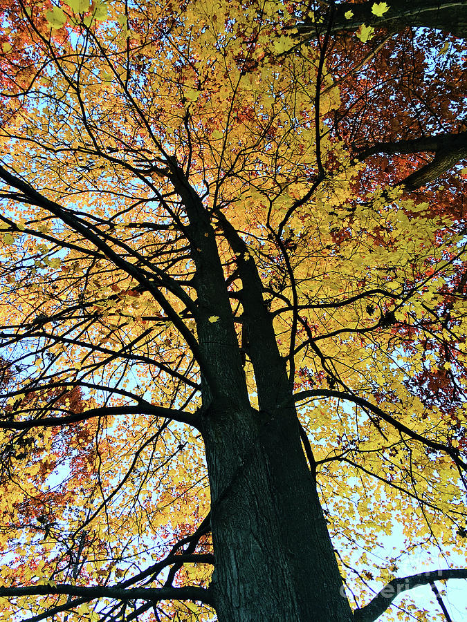 Autumn Glory Photograph by Laura Kinker