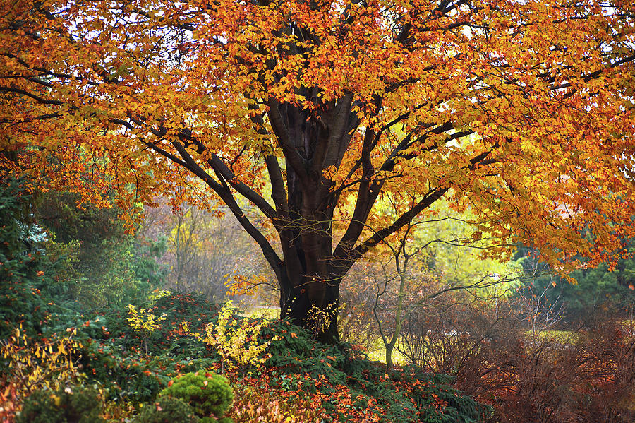 Autumn Glory of Beech Tree Photograph by Jenny Rainbow