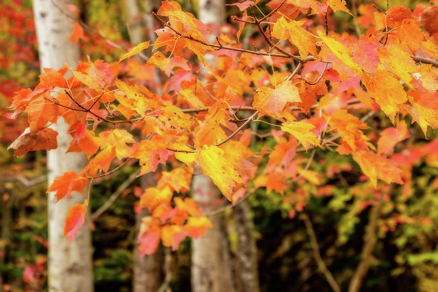 Autumn Glory Digital Art by Terry Davis