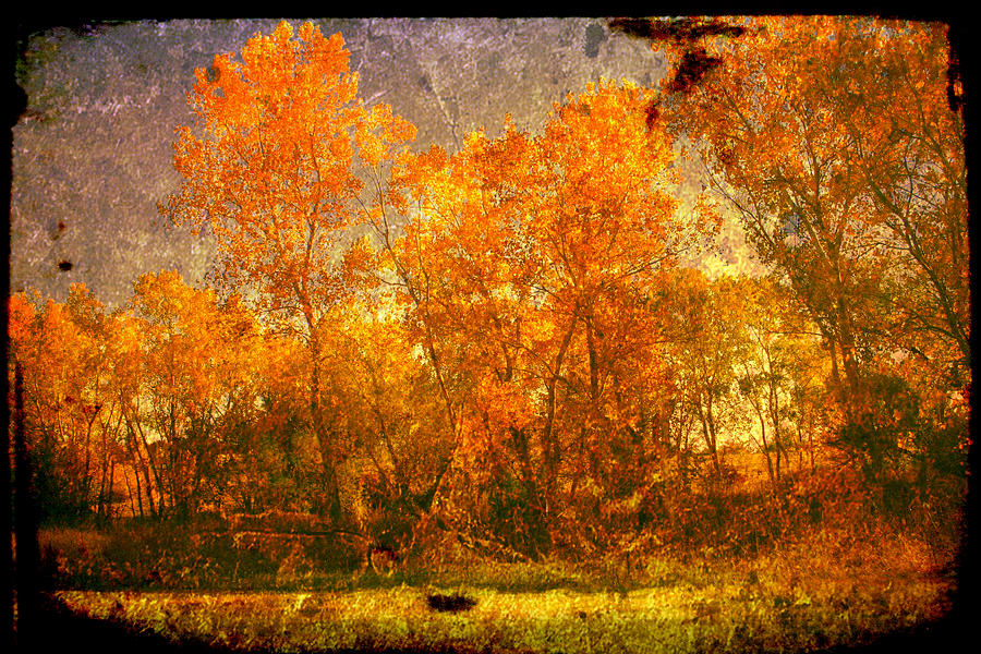 Autumn glory Photograph by Toni Hopper