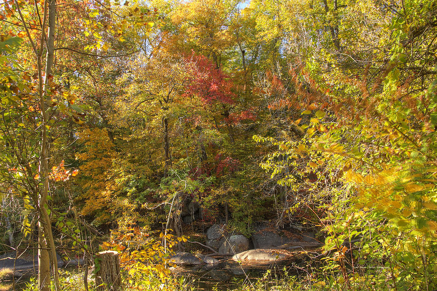 Autumn Glory - Unami Creek Sumneytown Pennsylvania USA Photograph by Carol Senske