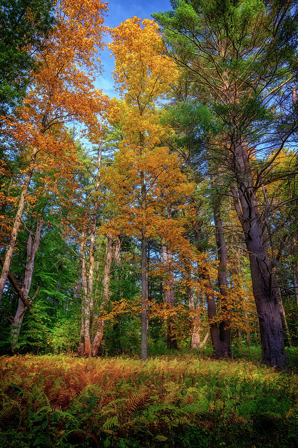 Fall Photograph - Autumn Glow In The Woods by Rick Berk