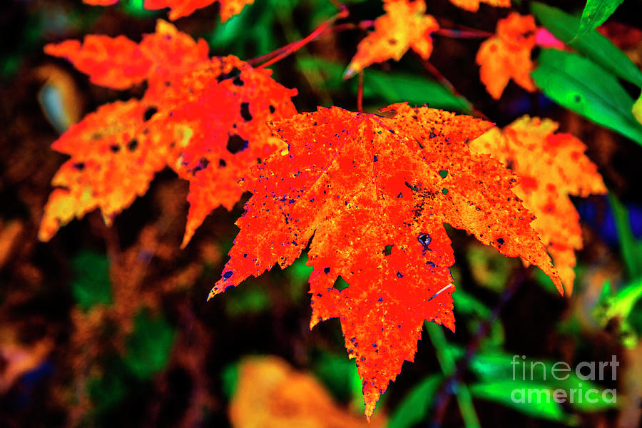 Autumn Glow Photograph by Rick Bragan