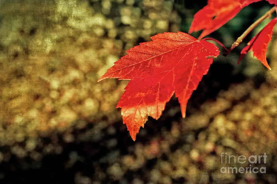 Autumn Gold Photograph by Anita Pollak