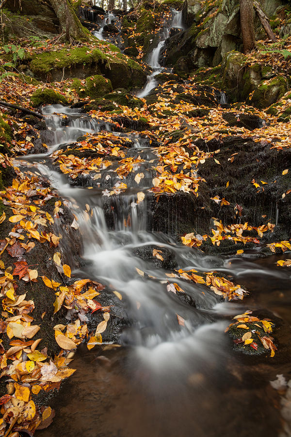 Autumn Gold Cascades Photograph by Irwin Barrett