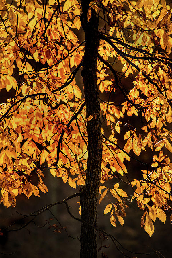 Autumn Gold Photograph by Don Johnson