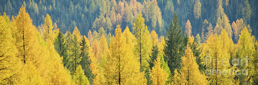 Autumn Gold Photograph by Idaho Scenic Images Linda Lantzy