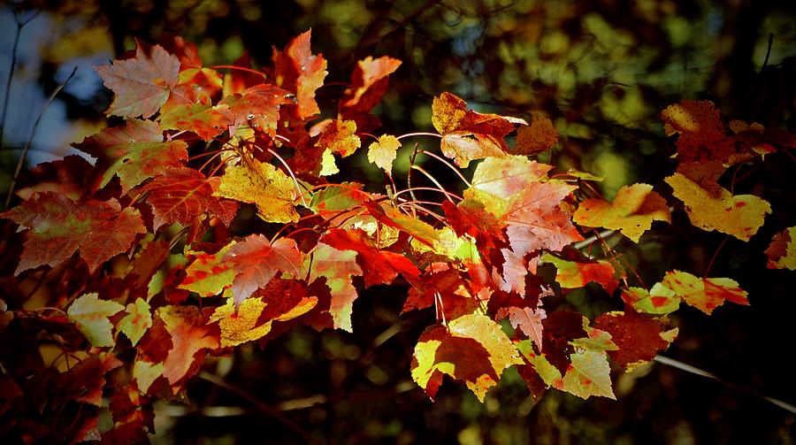 Autumn Gold Photograph by Ira Shander