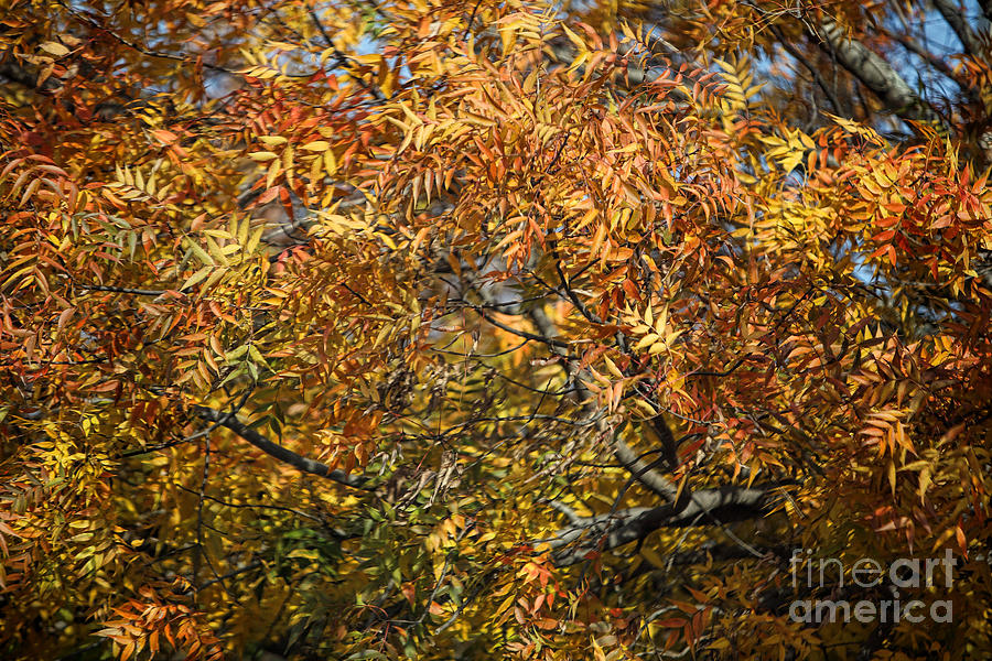 Autumn Gold Leaves Tree Branch Photograph by Linda Phelps