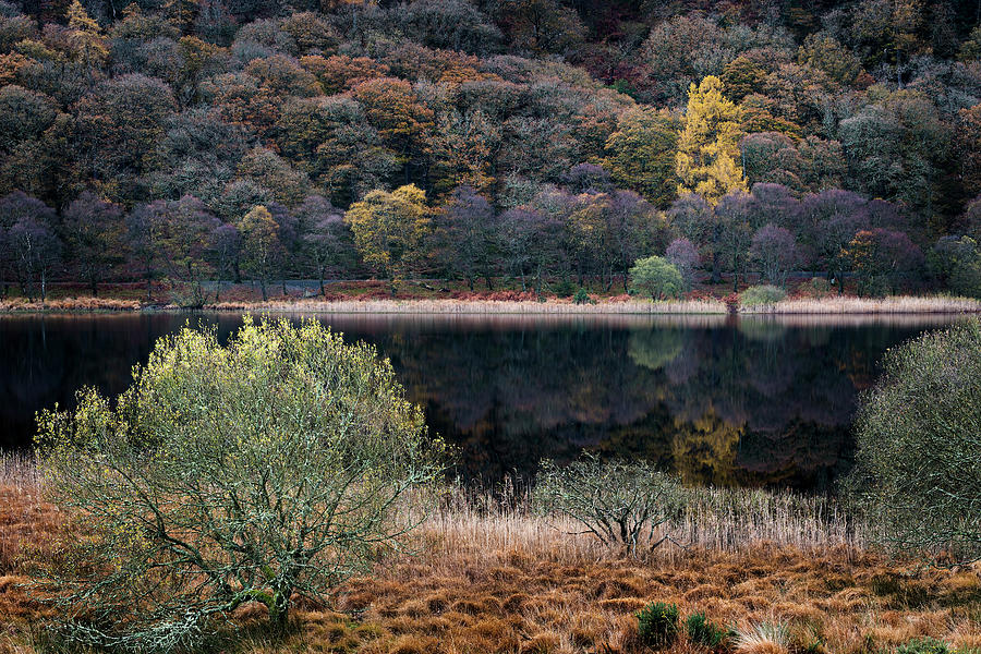 Mountain Photograph - Autumn Gold by Niall Whelan
