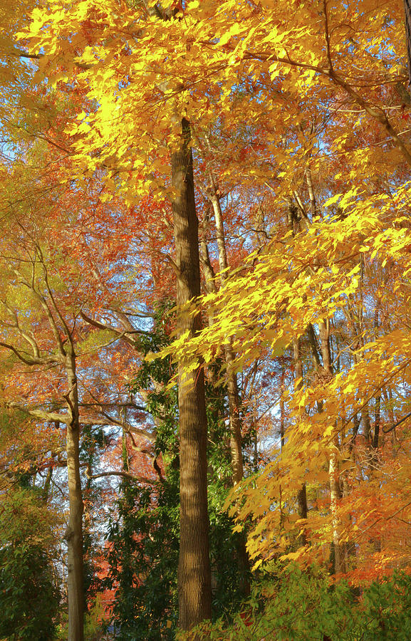 Autumn Gold  Photograph by Ola Allen