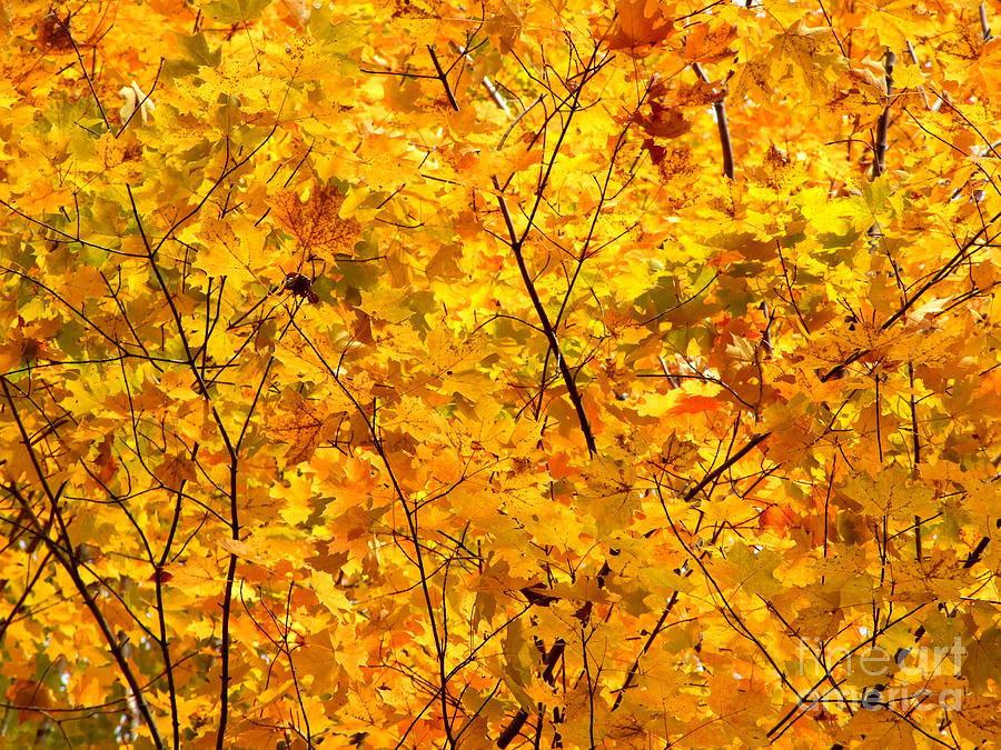Autumn Gold Photograph Photograph by Kristen Fox