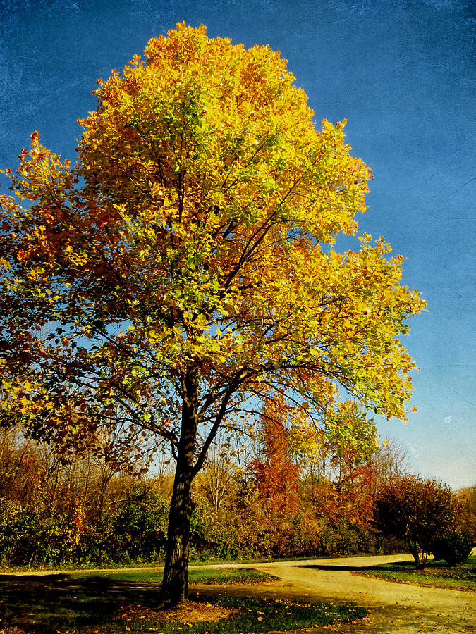 Autumn Gold Photograph by Shawna Rowe