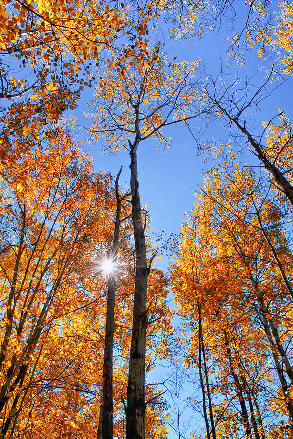 Autumn Gold Sunburst Photograph by Christina Rollo