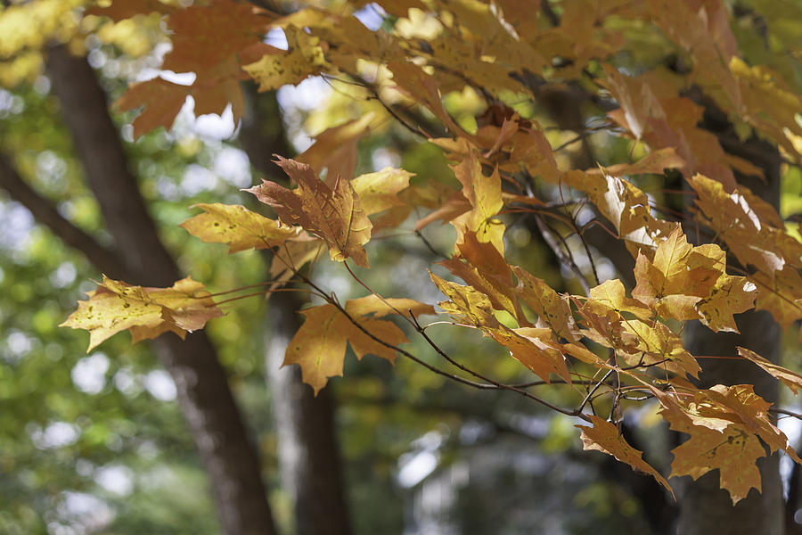 Fall Photograph - Autumn Gold by Teresa Mucha