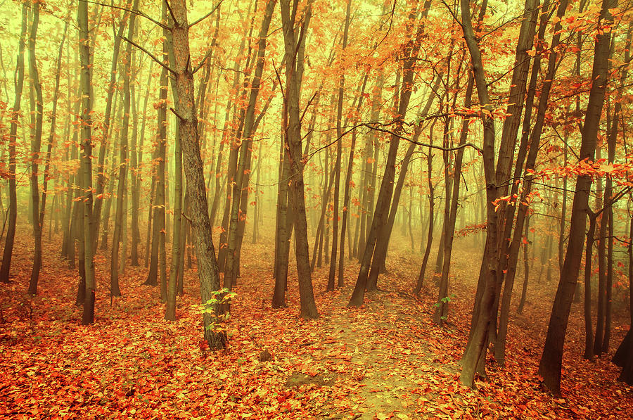  Autumn Golden Forest in Fog 1 Photograph by Jenny Rainbow