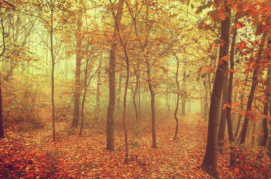  Autumn Golden Forest in Fog Photograph by Jenny Rainbow