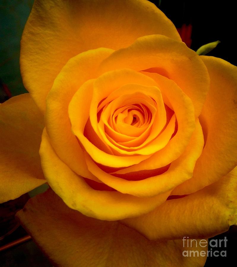 Autumn Golden Rose Photograph by Joan-Violet Stretch