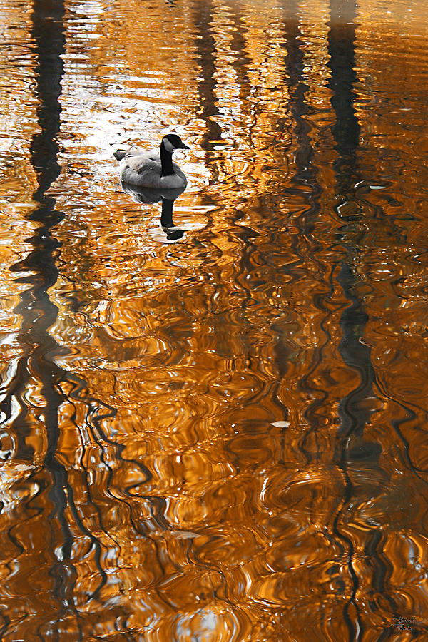Autumn Goose Reflection Photograph by Brett Pelletier