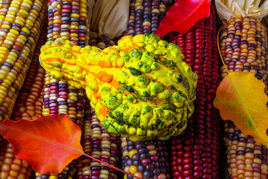 Autumn Gourd With Corn Photograph by Garry Gay
